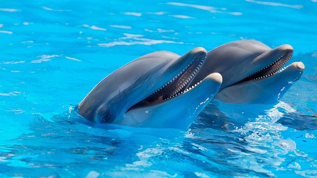 Dolphin Watching Tour In Algarve