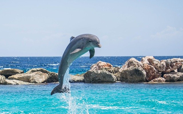 Dolphin Jumping Out Of The Water In The Algarve