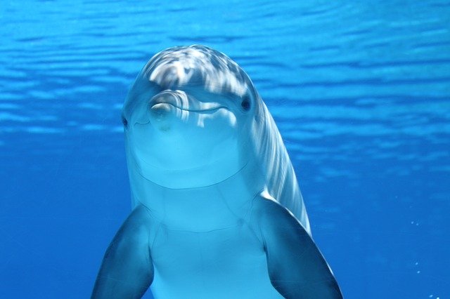Dolphin In The Pool
