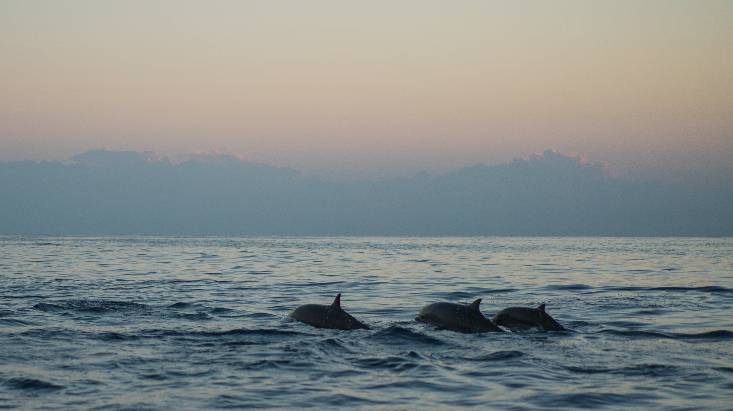 Photo of Dolphins During Dawn Photo of Dolphins During Dawn