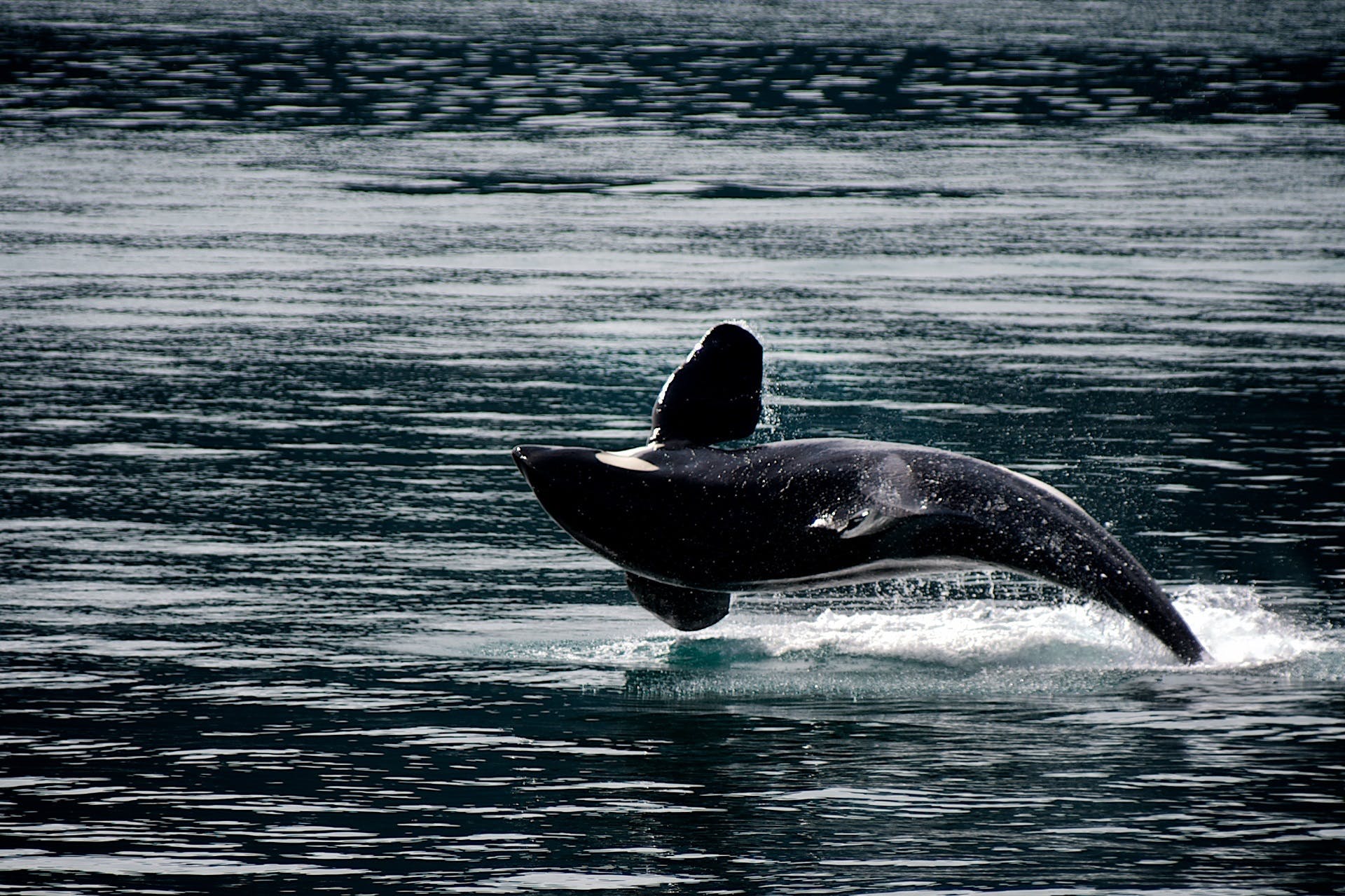 Black Whale in Water